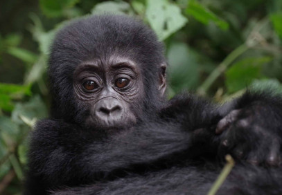 2 Days Gorilla Trekking Safari in Rwanda