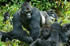 5-Day Uganda & Rwanda Gorilla Tracking