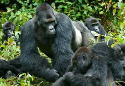 5-Day Uganda & Rwanda Gorilla Tracking