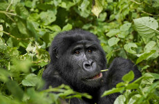 9-Day Explore Uganda & Gorilla Trekking