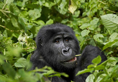9-Day Explore Uganda & Gorilla Trekking