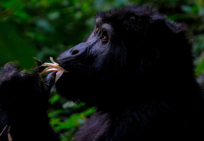 3-Day Bwindi Forest Gorilla Safari
