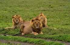 4 Days Safari Tarangire, Ngorongoro, Lake Manyara