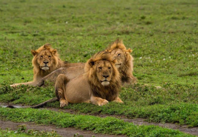 4 Days Safari Tarangire, Ngorongoro, Lake Manyara