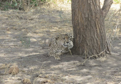 3 Days Serengeti & Ngorongoro Camping Safari