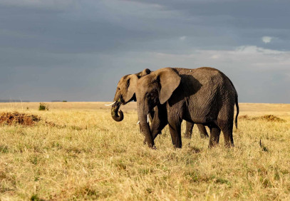 5 Days Tanzania Safari