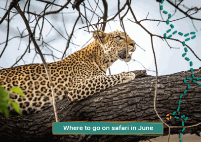 Where To Go On Safari In June