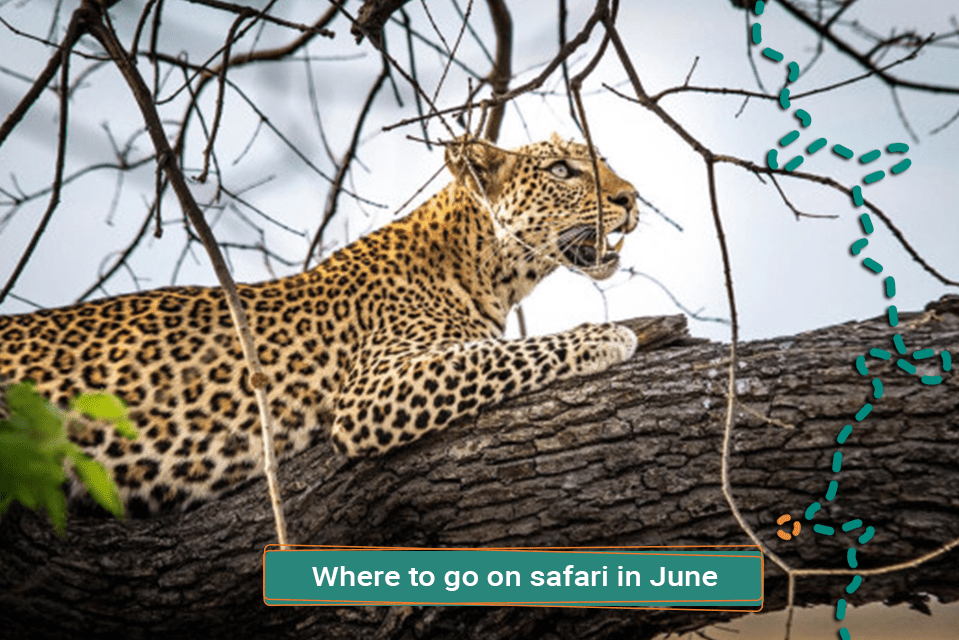 Where To Go On Safari In June
