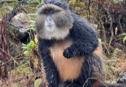 5-Day Uganda Gorillas and Rwanda Golden Monkeys