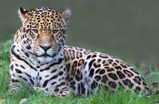 6 Days Tanzania Camping Safari