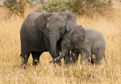 3 Days Tanzania Budget Lodge Safari