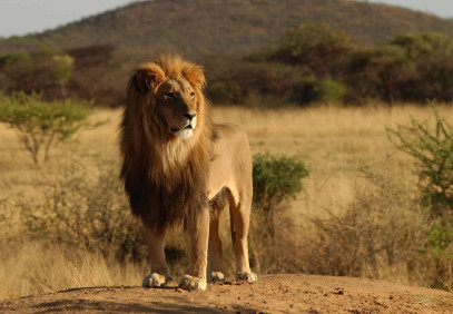 7-Day Grand Tanzania Safari