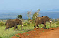 9 Days Uganda Gorillas and Wildlife Safari
