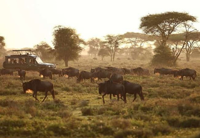 7-Day Journey of the Wildebeest
