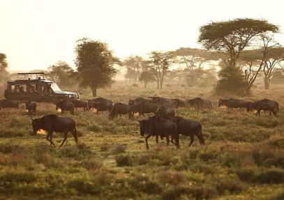 7-Day Journey of the Wildebeest