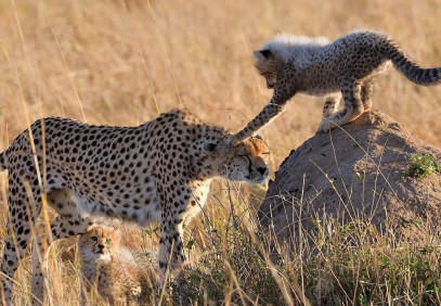 10-Day Best Kenya Horizons Safari