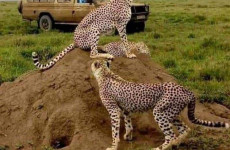 5 Days Tanzania Simba Safari