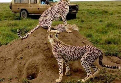 5 Days Tanzania Simba Safari
