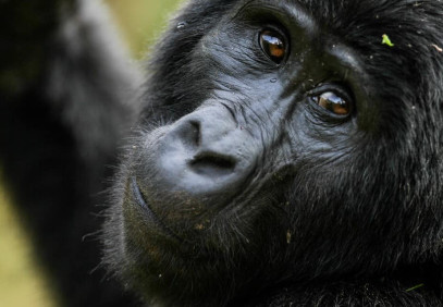 7 Days Gorilla Trekking & Golden Monkey Safari