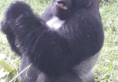 3 Days Uganda Mountain Gorilla Adventure