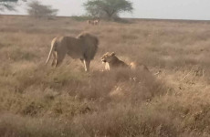 3-Day Tanzania Budget Camping Safari