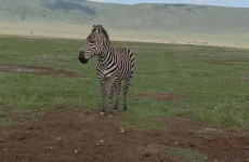 5 Days Serengeti Safari