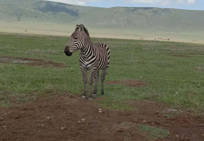 5 Days Serengeti Safari