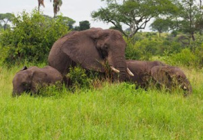 5-Day Tanzania Safari
