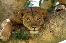 2-Day Queen Elizabeth National Park Safari