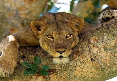 2-Day Queen Elizabeth National Park Safari
