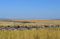 3 Days Budget Mara Safari