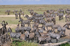 7-Day Tanzania Family Safari