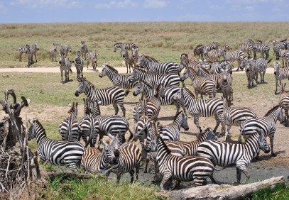 7-Day Tanzania Family Safari