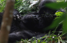 20-Day Breathtaking Safari In Uganda, Kenya & Tanzania