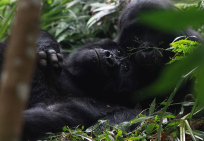 20-Day Breathtaking Safari In Uganda, Kenya & Tanzania