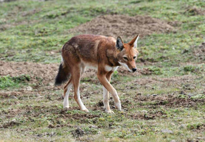 3 Days Bale Mountains Wildlife Safari