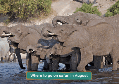 Where To Go On Safari In August