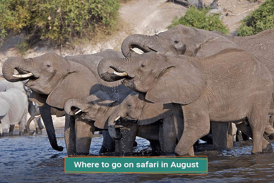 Where To Go On Safari In August