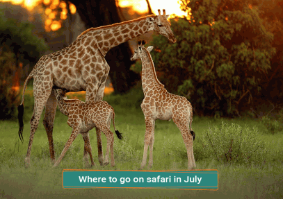 Where To Go On Safari in July