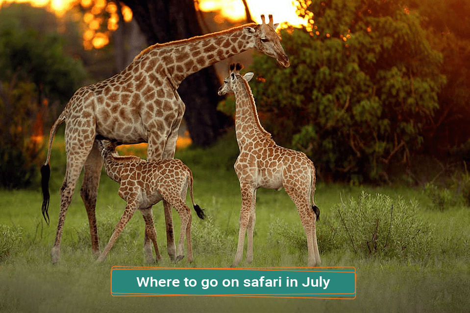 Where To Go On Safari in July