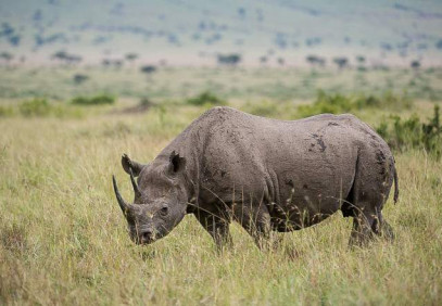 6-Day Incredible Trotters Safari