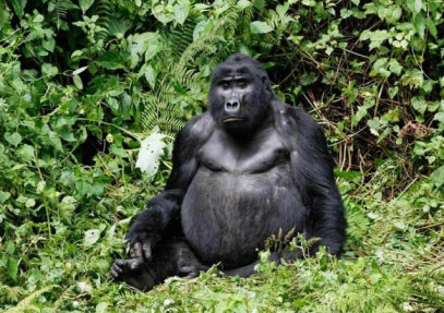6 Days Private Uganda Primate Explorer