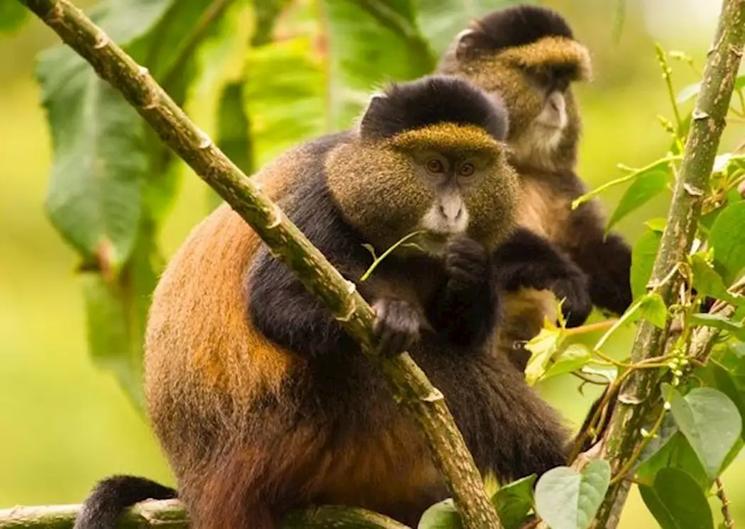 6 Days Gorilla & Golden Monkeys in Mgahinga
