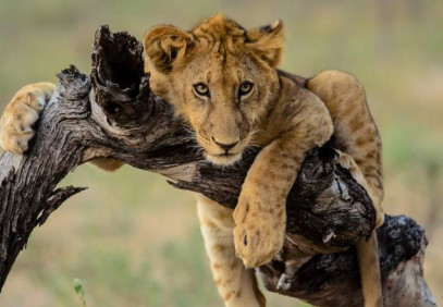 4-Day Selous/Nyerere National Park Safari