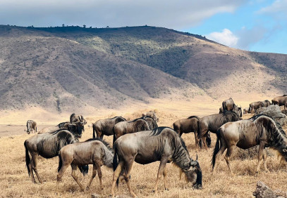 10-Day Bush to Beach Safari