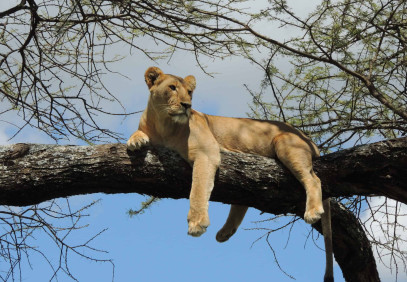 5-Day Big Five Luxury Tanzania Safari