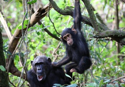 5-Day Paradise of Chimpanzees Trek