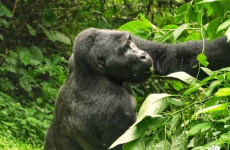 3 Days Uganda Gorilla Trekking