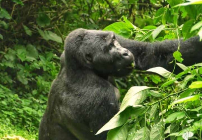 3 Days Uganda Gorilla Trekking