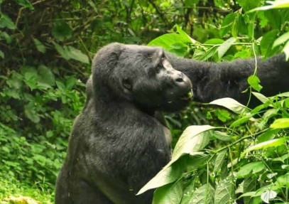 3 Days Uganda Gorilla Trekking